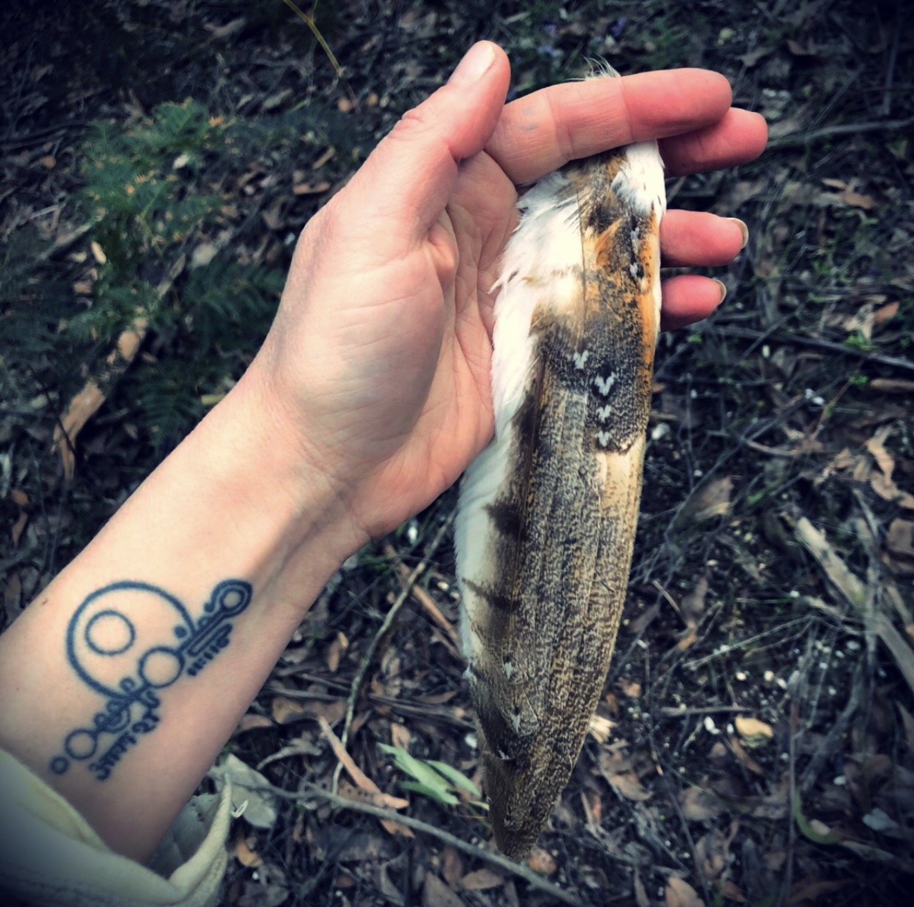 A hand holding a patterned bird feather in the living landscape