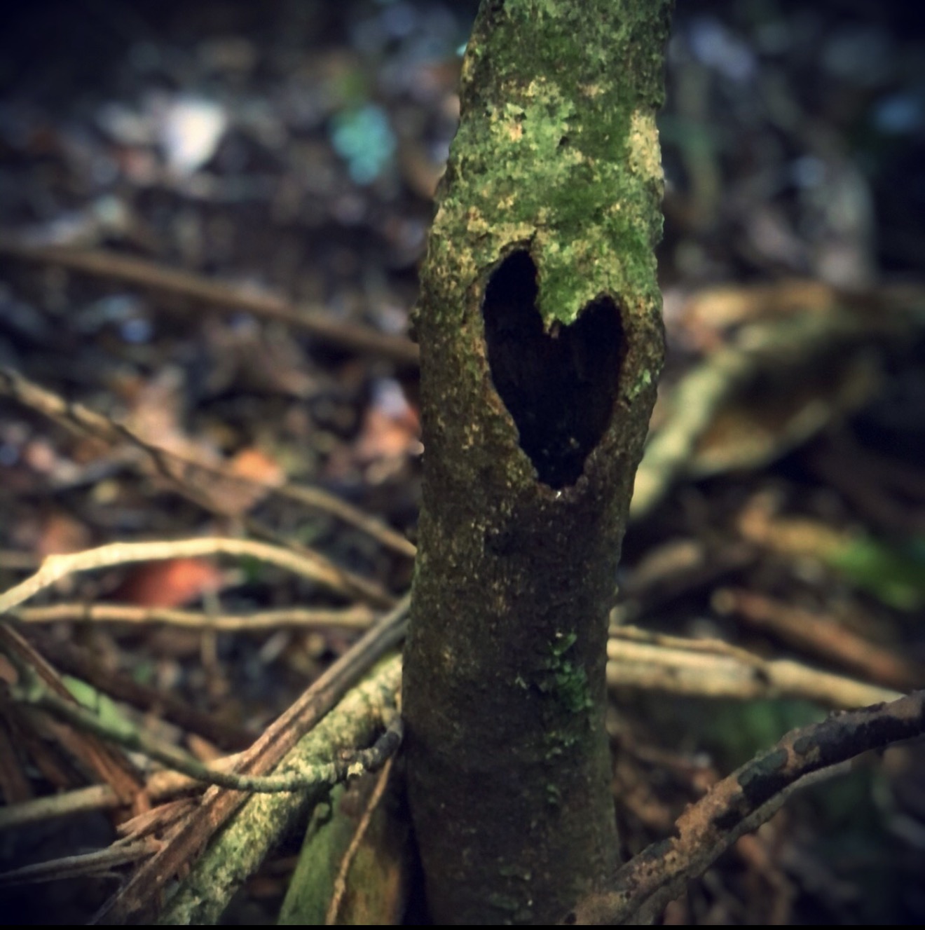 A moss-covered tree with a heart-shaped opening